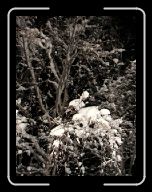 0212_0301 Sverige 040 * 600 x 800 * (112KB)